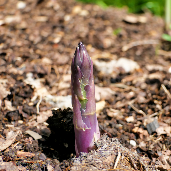 Спаржа фіолетова, 1 кг ТМ Nature Asparagus 3100201 фото