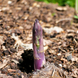 Спаржа фіолетова, 1 кг ТМ Nature Asparagus 3100201 фото 3
