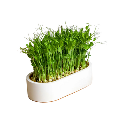 Набір для вирощування мікрозелені від grow—some зі стандартним горщиком 3200021 фото