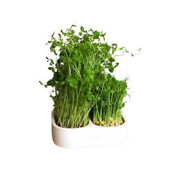 Набір для вирощування мікрозелені із подвійним горщиком ТМ grow—some 3200031 фото
